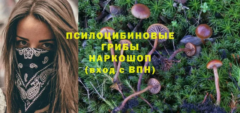 закладки  Багратионовск  Псилоцибиновые грибы Magic Shrooms 